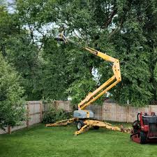 Best Stump Grinding and Removal  in San Angelo, TX