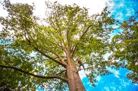 Best Tree Risk Assessment  in San Angelo, TX