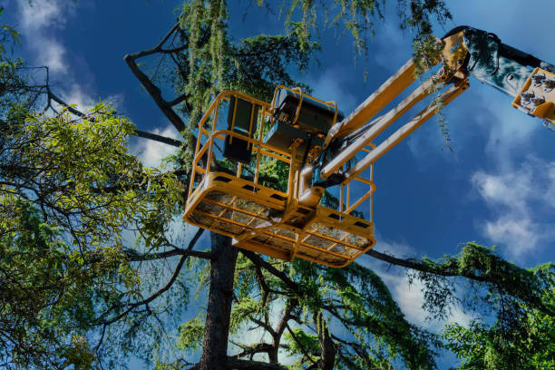 Trusted San Angelo, TX Tree Removal Experts